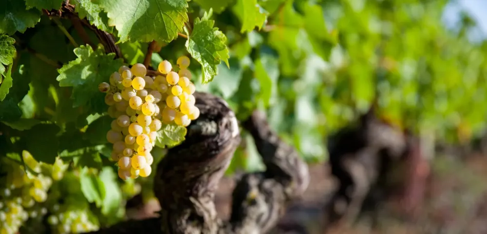 Crémant d'Alsace près de Colmar
