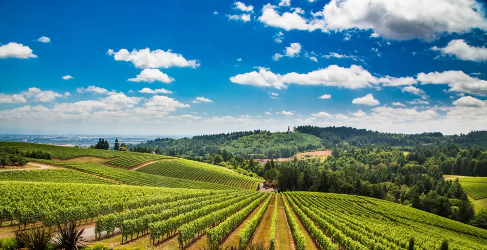 Producteur de vins près de Colmar