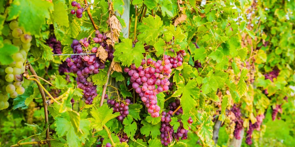 Achat vins direct producteur près de Colmar